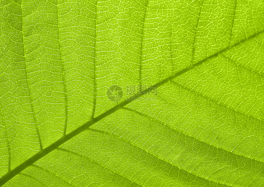 树叶纹理叶子植物学床单线条静脉太阳墙纸绿色植物光合作用植物群图片