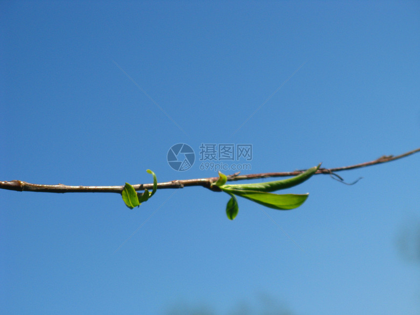 树枝植物群蓝色枝条天空绿色图片