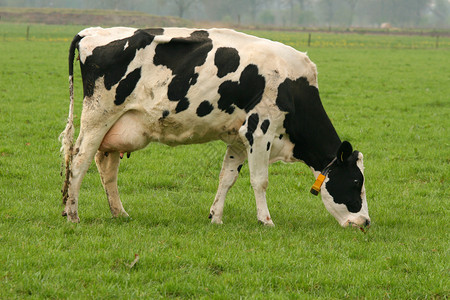 食草牛动物绿色白色黑色农场家畜背景图片