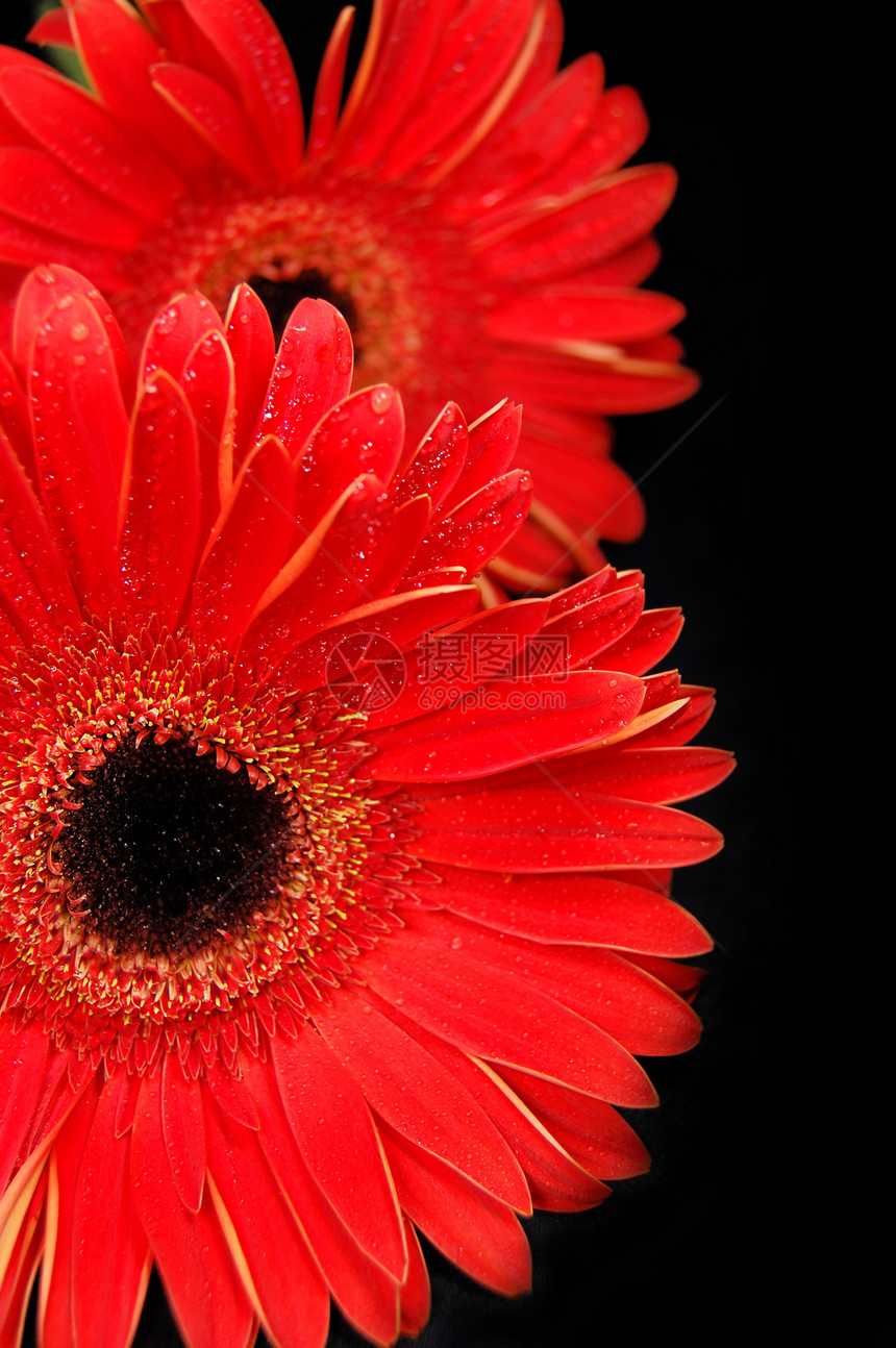红发花束黑色水滴活力花瓣宏观礼物叶子花园植物图片