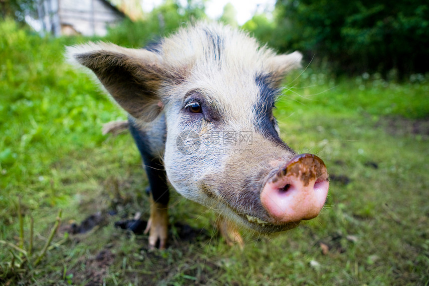 猪恶臭宠物公猪野生动物猪肉熏肉耳朵白色农场农业图片