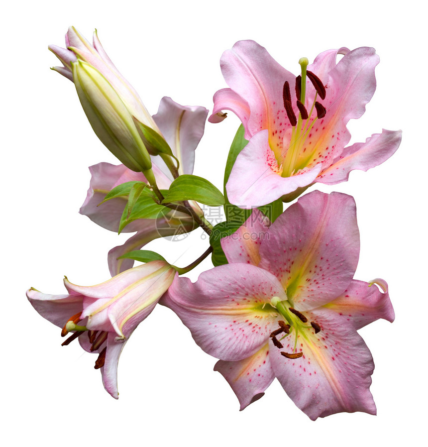 粉红 Lilies美丽叶子胸花植物黄色花粉阴影白色绿色粉色图片