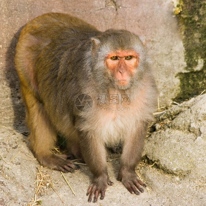 Rhesus 猴子 - 平方图像图片