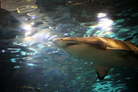 游泳鲨鱼热带海洋海绵蓝色背景图片