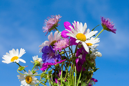 野向花束铭文天空生活园艺甘菊蓝色花园季节花瓣高清图片