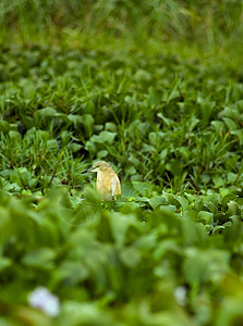 鸟9苍鹭植物胶体储备背景图片