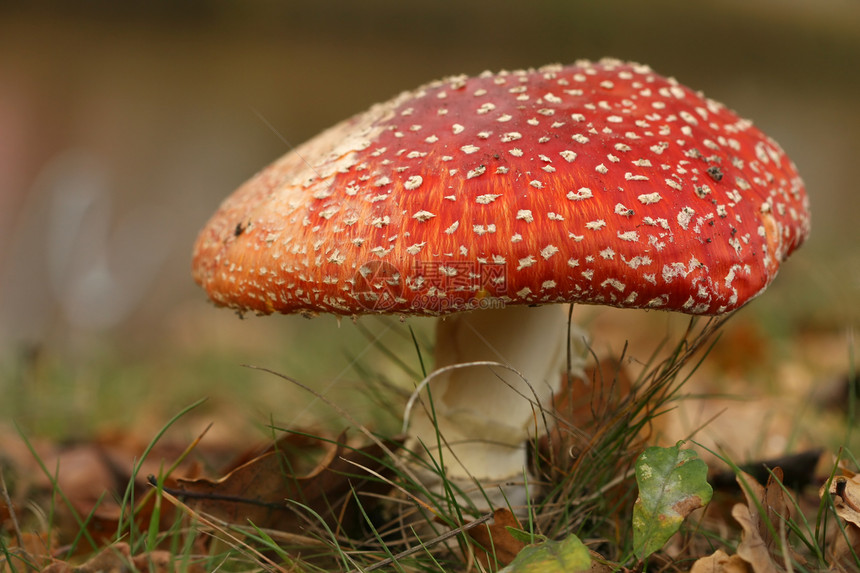 拖脚凳菌类棕色绿色季节红色叶子白色图片