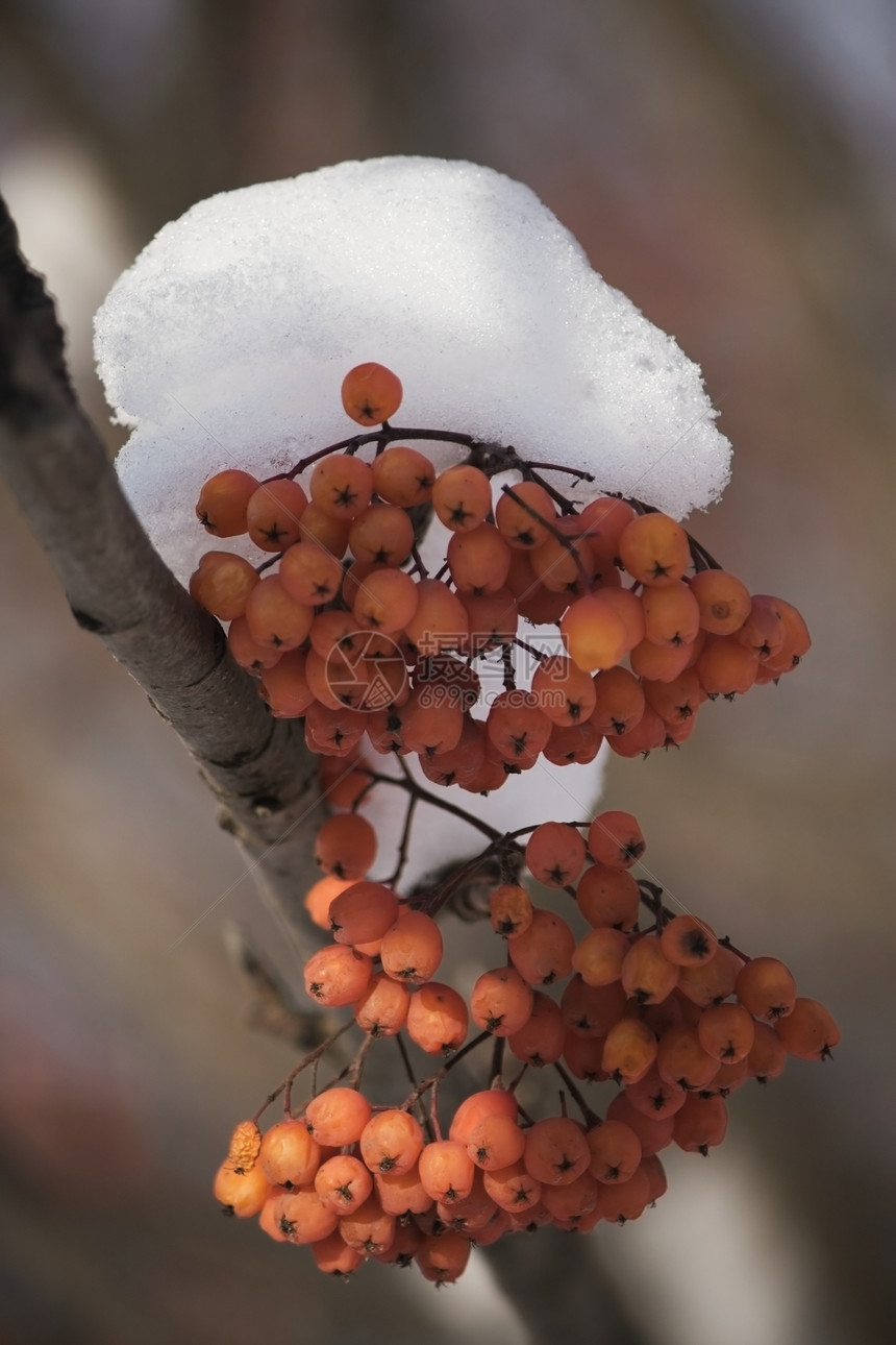 红莓果森林植物群季节红色橙子白色浆果树木植物图片