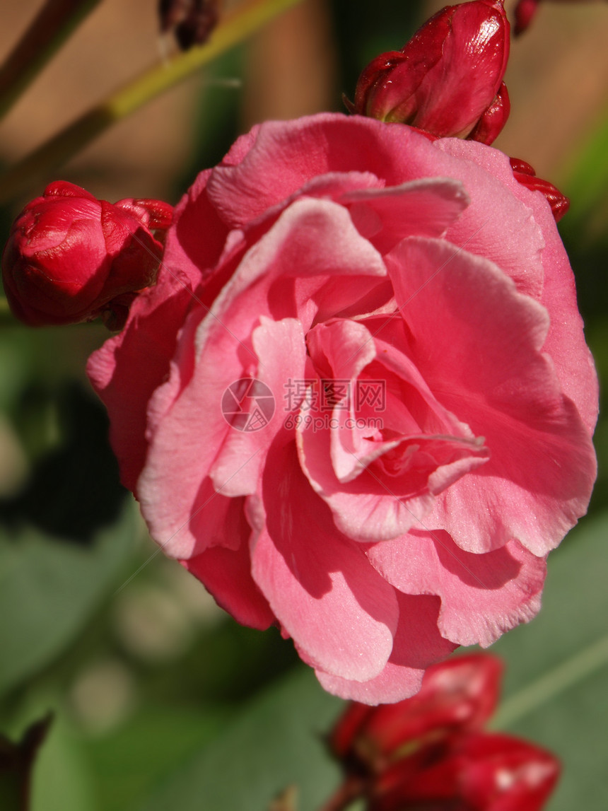 玫瑰劳蕾尔神经桂冠海岸中毒粉色天空蓝色植物图片