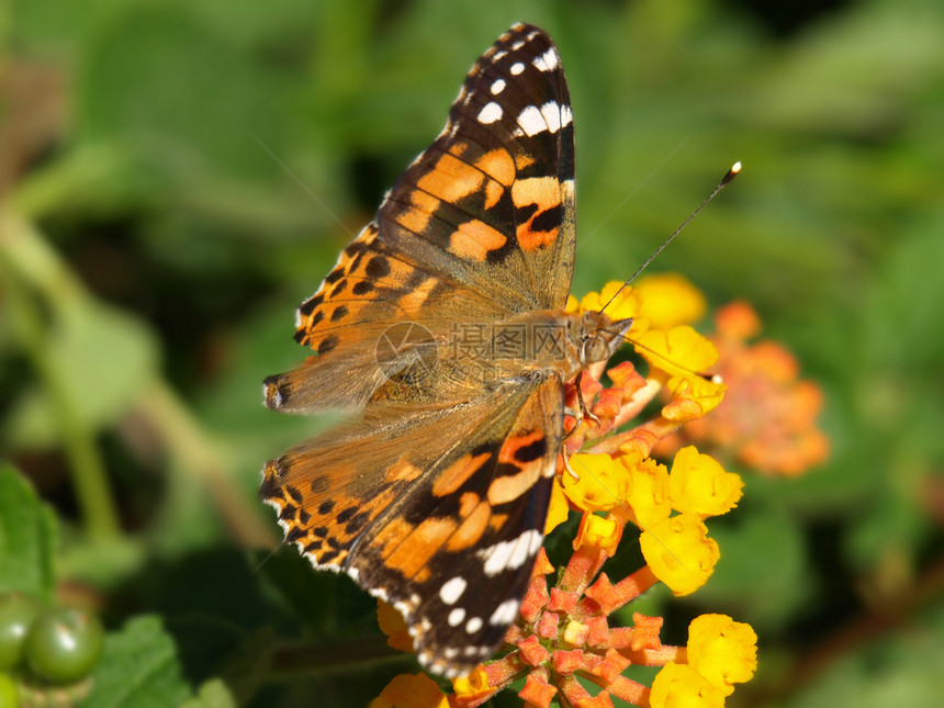 亚特兰大花上的蝴蝶动物季节植物学翅膀昆虫黄色雄蕊花园植物群图片
