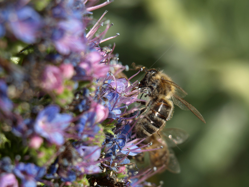 工作蜜蜂花朵绿色摄影宏观花瓣动物植物学植物群季节粉色图片