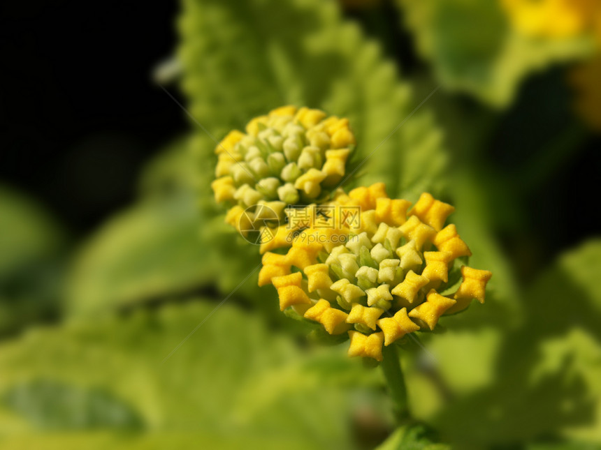 黄黄亚南丹花植物群季节黄色雄蕊花园植物学图片