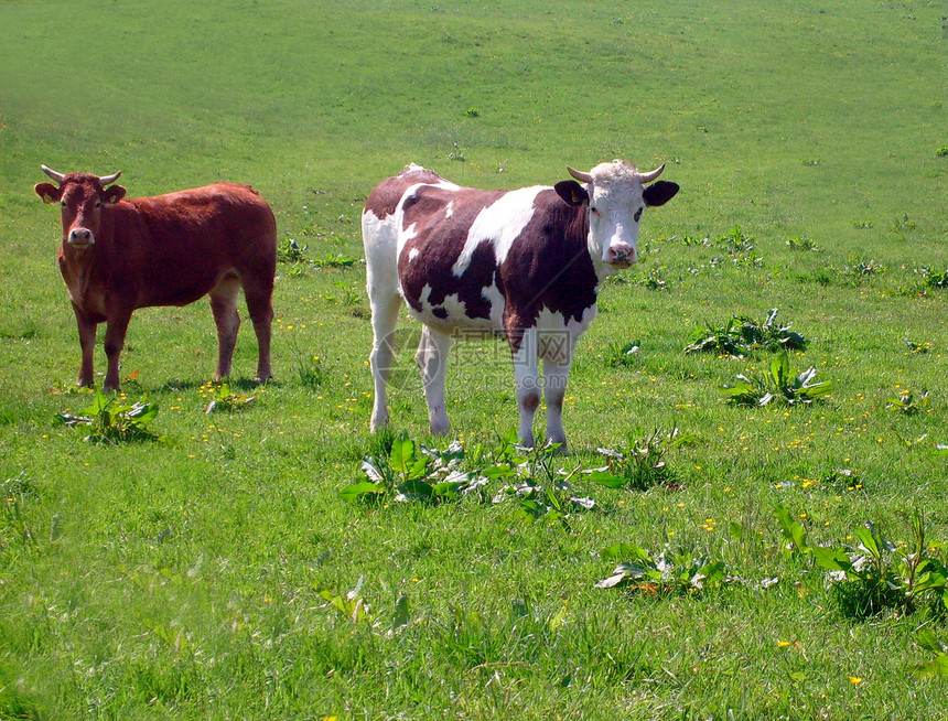 农村奶牛的肖像棕色乐趣农场乡村山谷家畜动物哺乳动物场地牛科图片