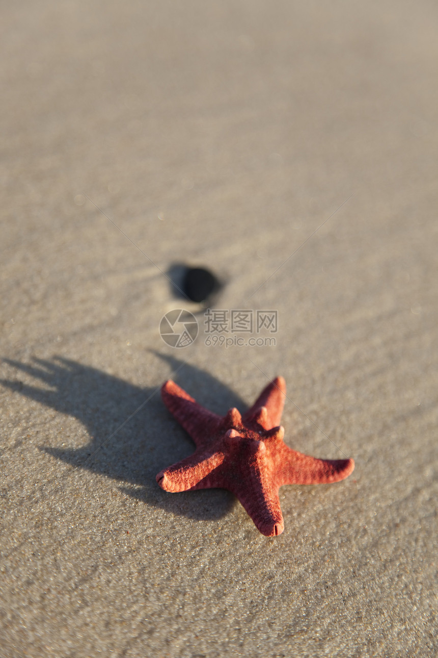 黄沙滩上的海星场景旅行纹理海浪黄色寂寞涟漪假期热带孤独图片