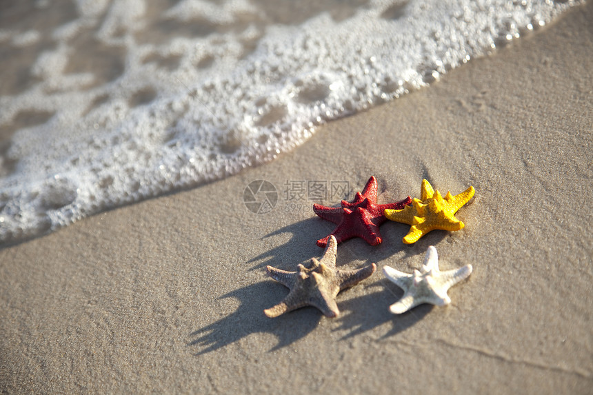 黄沙滩上的海星假期纹理黄色海浪冲浪海滩旅行气候场景脆弱性图片