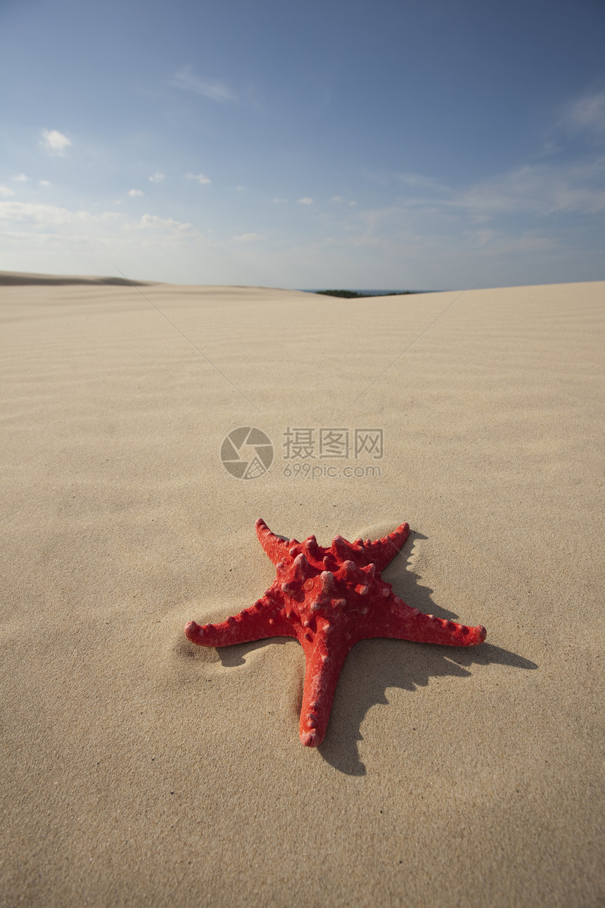 黄沙滩上的海星脆弱性孤独旅行纹理海滩假期黄色冲浪气候日落图片