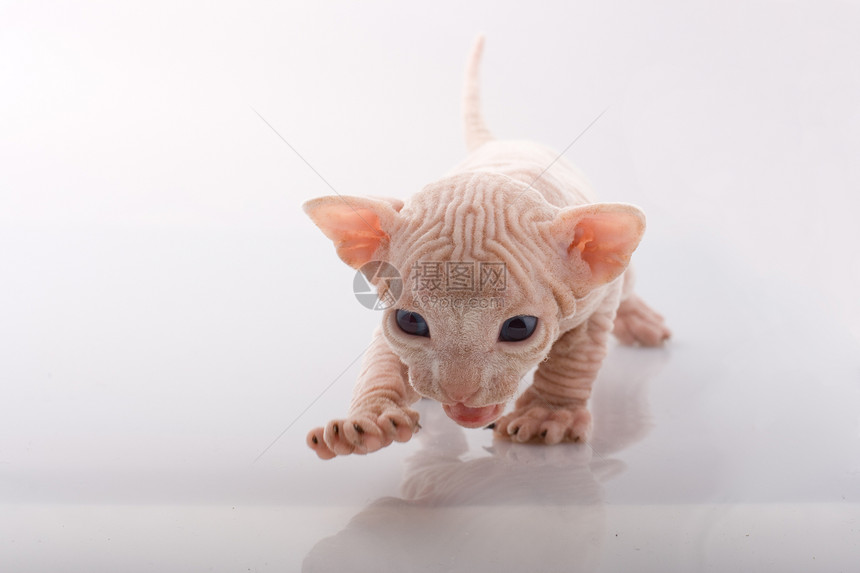 新生儿斯芬克斯小猫工作室动物新生朋友白色猫咪女性皱纹无毛宠物图片
