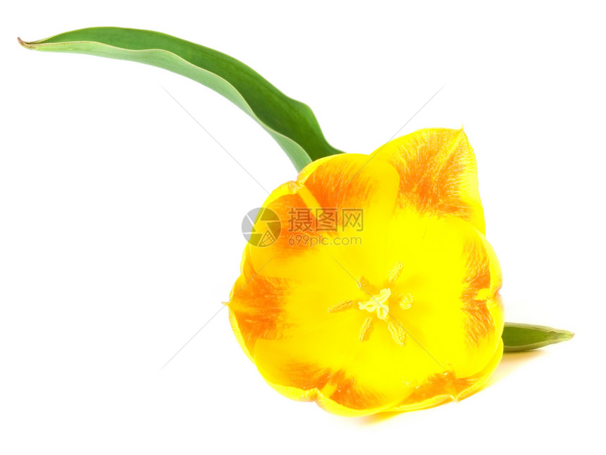 郁金tullip白色花瓶快乐花束花朵图片