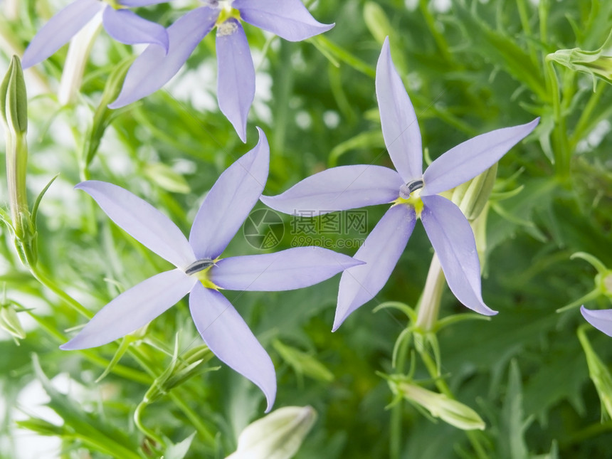 蓝色恒星花瓣浅蓝色场地季节香味星星绿色植物天堂香水图片