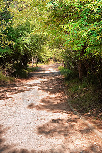 穿越森林的行人道路背景图片