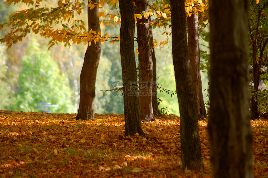 园圃和林林 秋天有金枣树叶光束金子晴天季节木头公园国家环境假期树木图片
