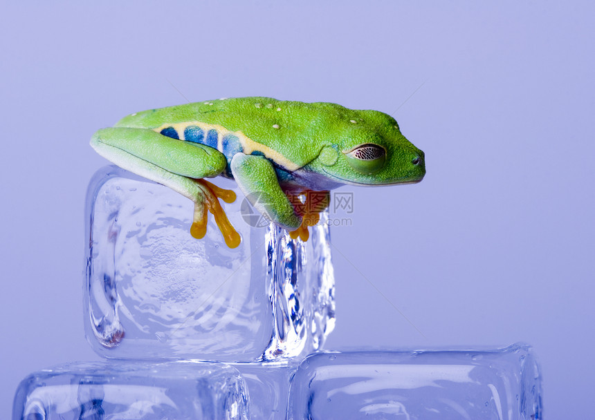 红眼树青蛙坐在冰块上雨林色调生活蓝色两栖橙子眼睛红色生物学蟾蜍图片