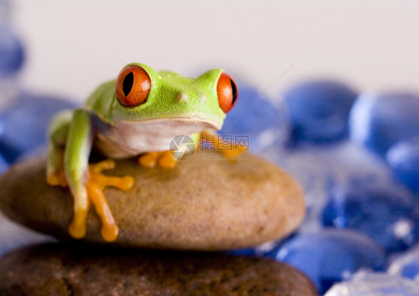 红眼树青蛙坐在石头上图片