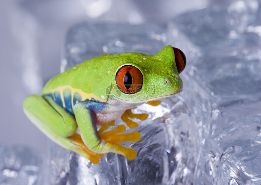 红眼树青蛙坐在冰块上无尾宏观生物学动物色调眼睛雨林蟾蜍绿色蓝色图片