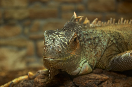 大蜥蜴在天文馆里生活宠物动物园宏观鬣蜥荒野热带野生动物眼睛皮肤背景图片