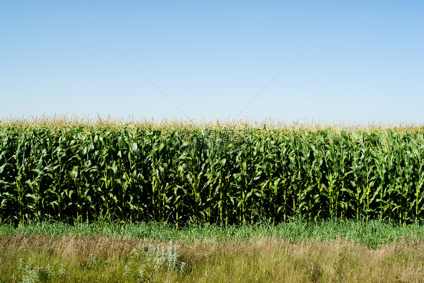 玉米田农场食物农业植物天空乡村绿色收成晴天农村图片