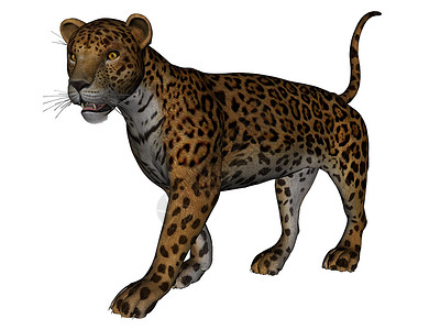 美洲虎动物园豹属动物哺乳动物野生动物短跑背景图片