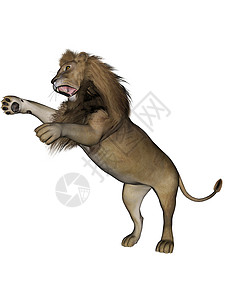 狮子雄狮荒野男性鬃毛哺乳动物说谎捕食者跑步野生动物背景图片