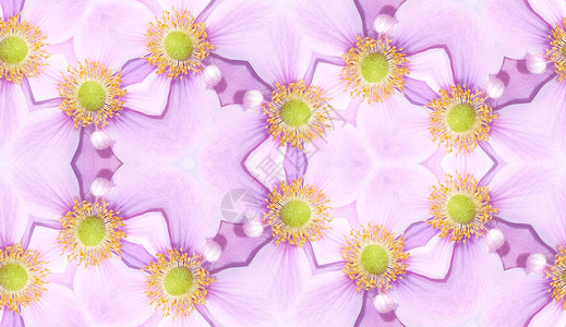 Anemoone 模式背景花朵植被海葵绿色花瓣粉色植物群植物园艺宏观背景图片