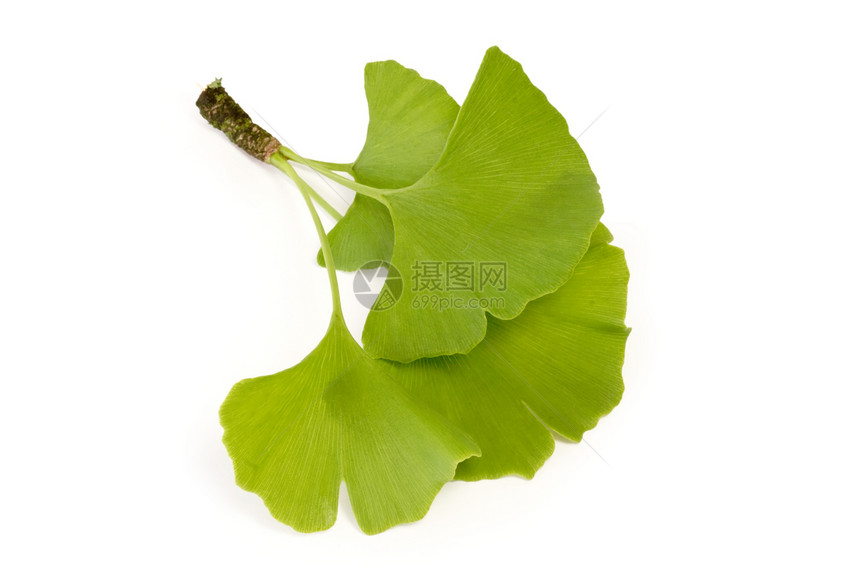 Ginkgo 叶叶健康叶子绿色生活方式流量草药草本植物植物树叶福利图片