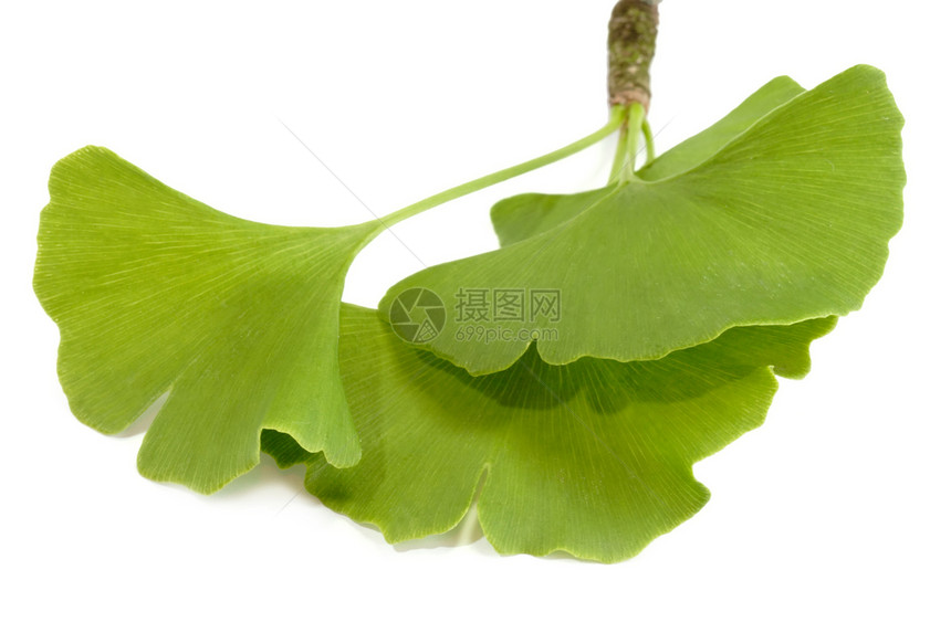 Ginkgo 银果流量树叶植物绿色银杏叶生活方式叶子药物福利草药图片