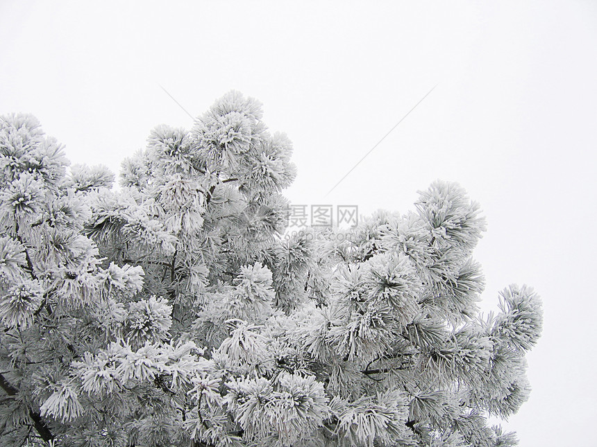 松树枝季节天气树木晴天森林场景松树白色季节性天空图片