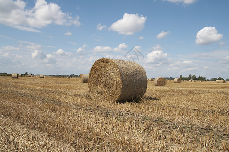 八月夏末海考克 夏末棕色乡村黄色农村草垛草堆天空地平线蓝色场地背景