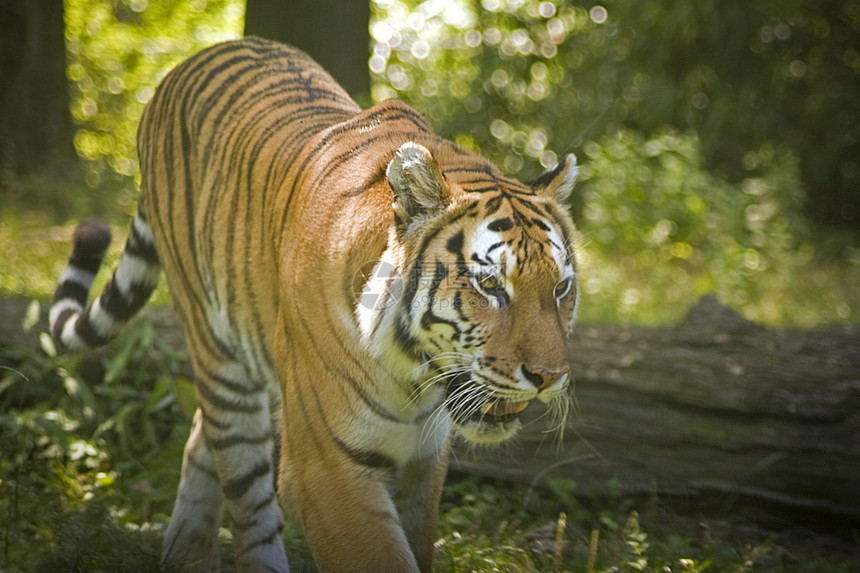 老虎荒野耳朵食肉哺乳动物动物囚禁眼睛橙子男性猎人图片