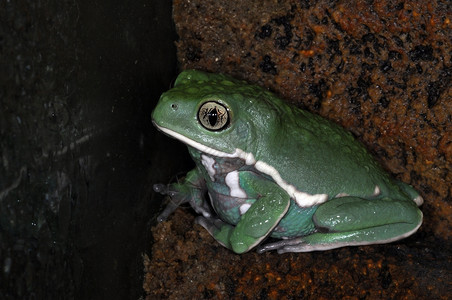 青蛙-33背景图片