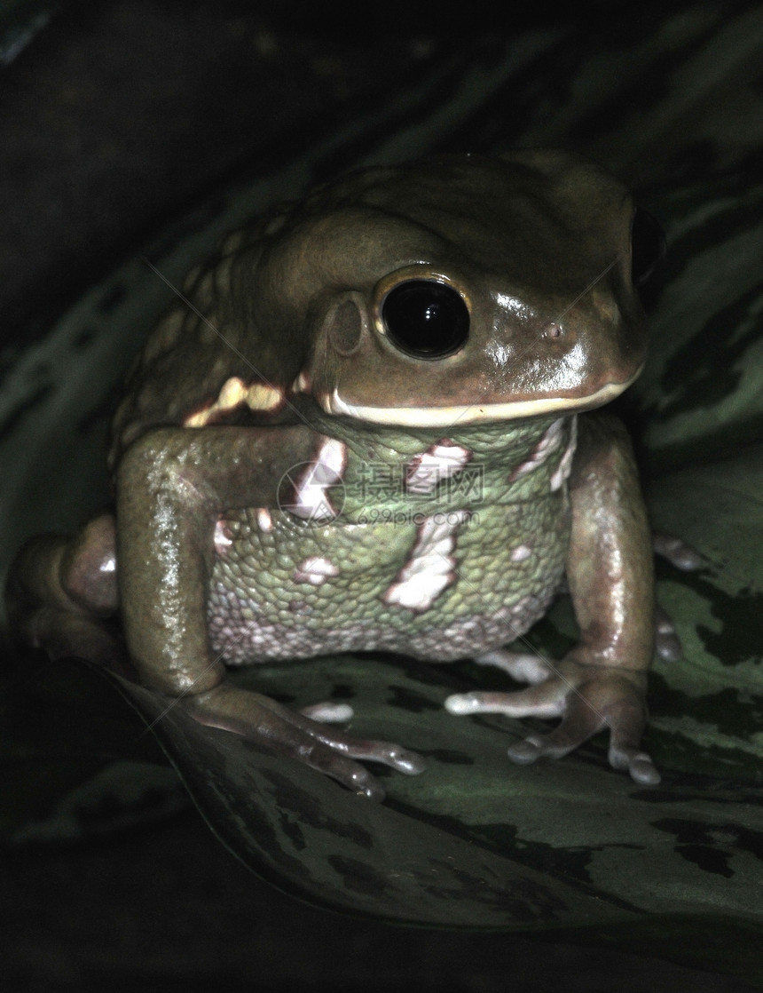 青蛙-47图片