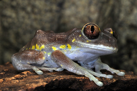 青蛙-88背景图片