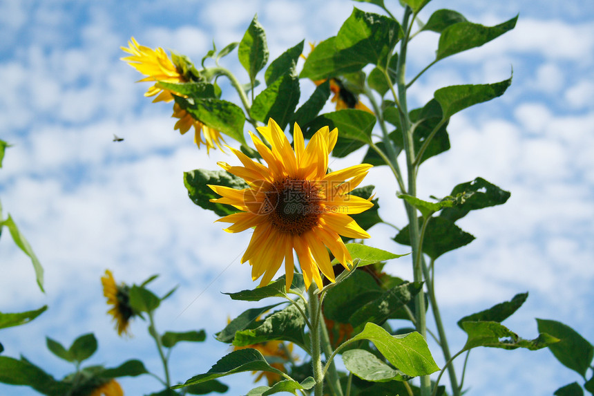 向日葵场地农场蓝色蜂蜜太阳自由金子天气草地季节图片