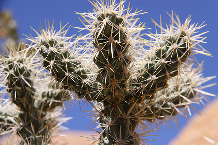 仙地植被植物沙漠背景图片