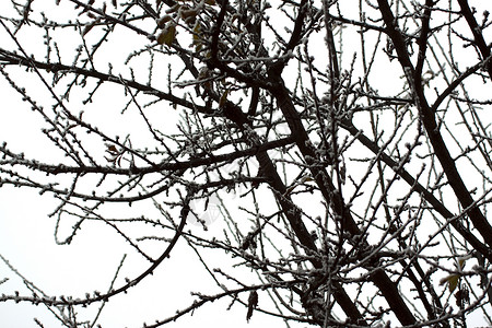 白雪树枝植被叶子背景图片