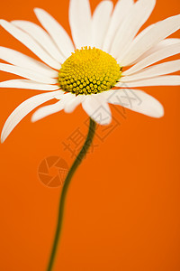鲜花自然白色黄色植物橙子背景图片