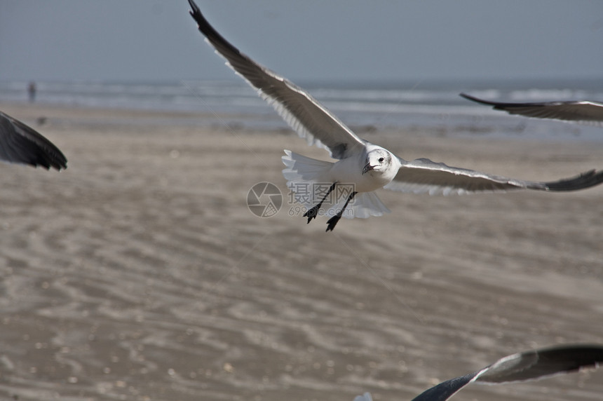 正在飞行的海鸥野生动物海滩水禽翅膀蓝色海岸鸟类滑行支撑优美图片