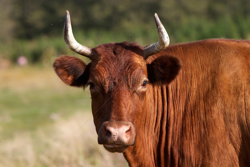 切牛肖像乳牛角牛农村乡村农业家畜动物图片