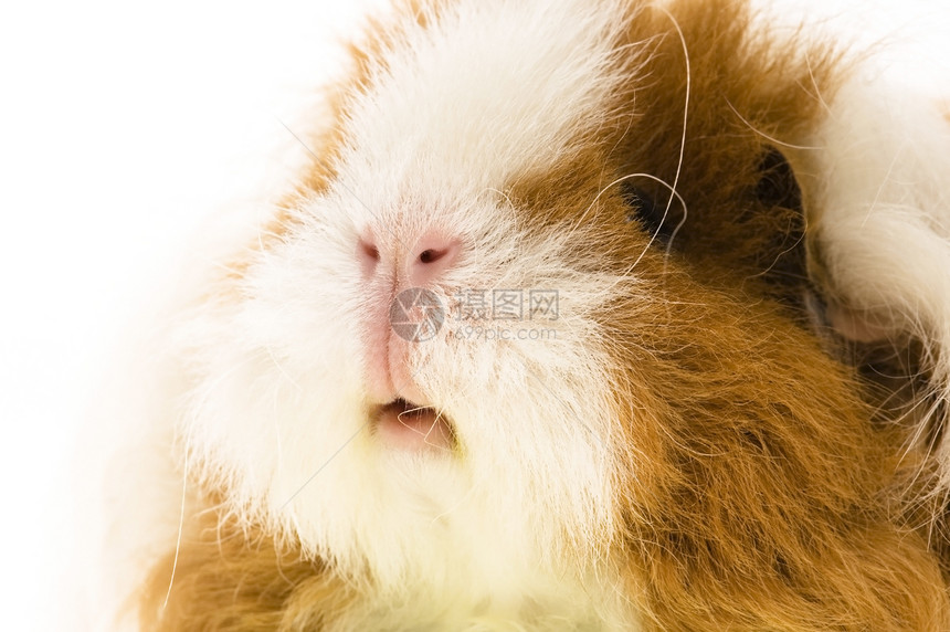 白底白皮上孤立的小白猪耳朵哺乳动物鼻子豚鼠叶子胡须朋友生活动物毛皮图片