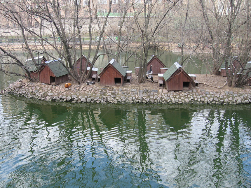 池塘附近的鸭屋图片