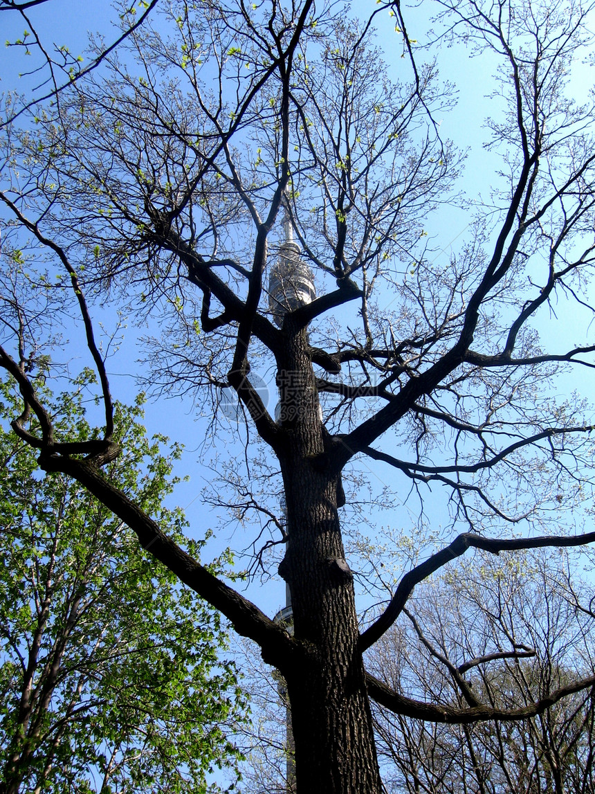 奥斯坦基诺塔树图片